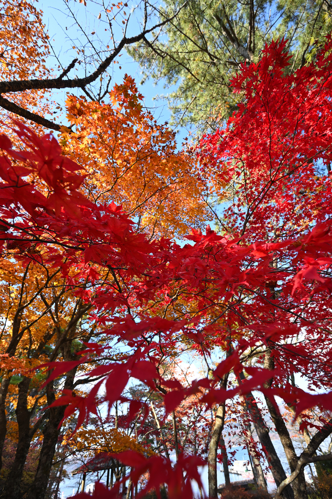 紅葉百花繚乱