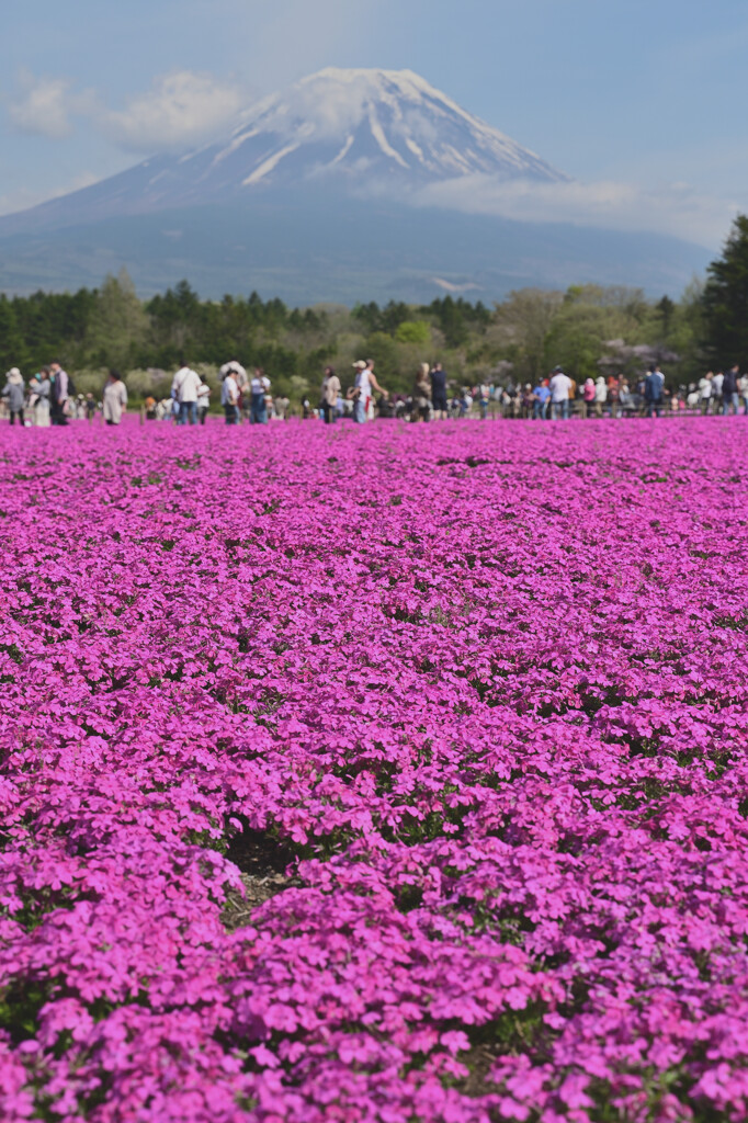 芝桜と富士山