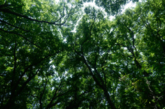 キラキラ光る