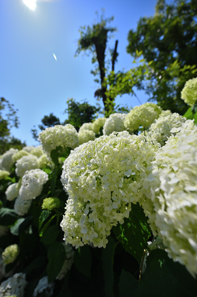 太陽に照らされた紫陽花