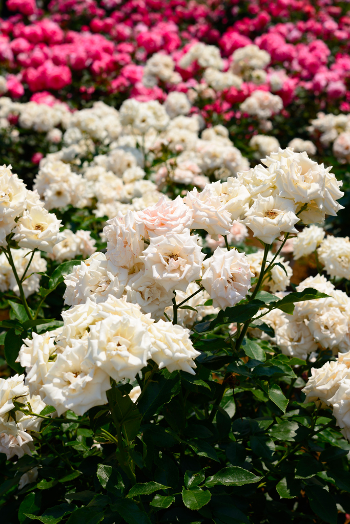 薔薇だらけ