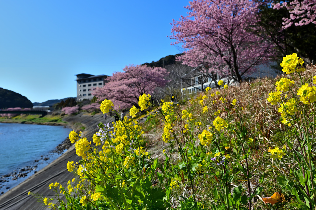 菜の花と桜