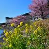 菜の花と桜