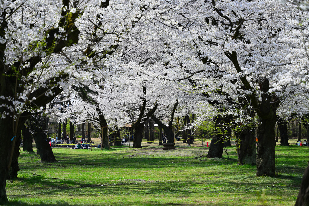小金井公園の桜