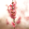 umeblossom 