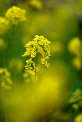 菜の花の季節
