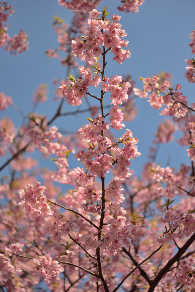 Cherry Blossoms