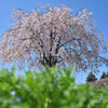 桜と青空と緑