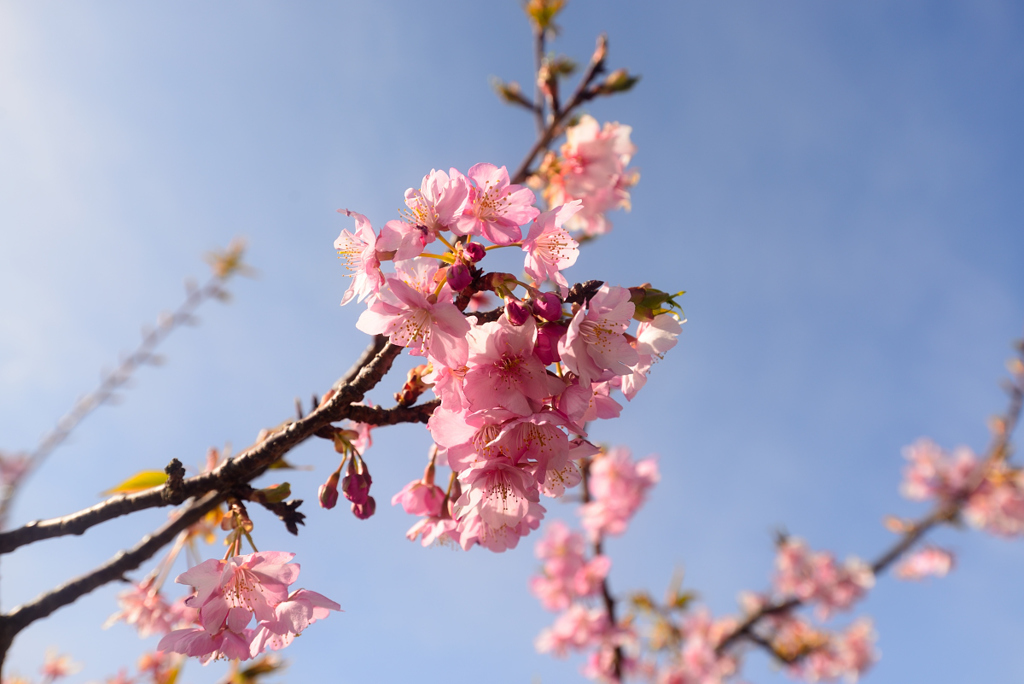 青空と河津桜