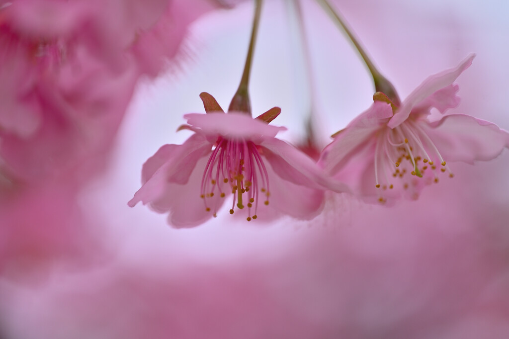 三浦海岸の河津桜