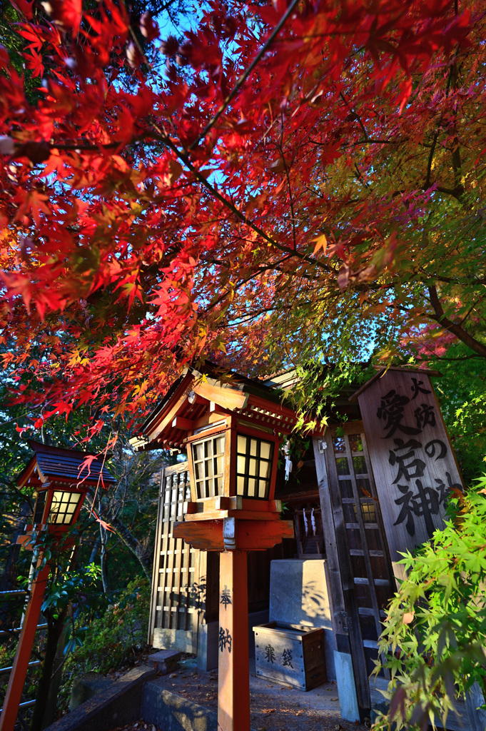 灯篭と紅葉