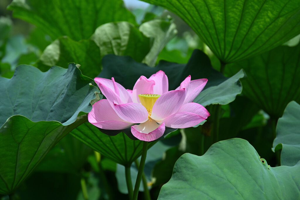 不忍池の蓮
