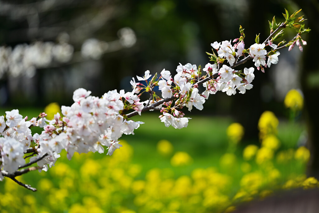 桜と菜の花