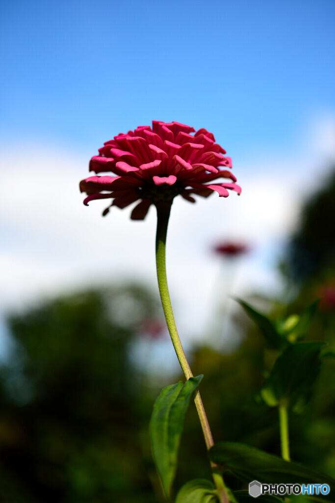 花一輪