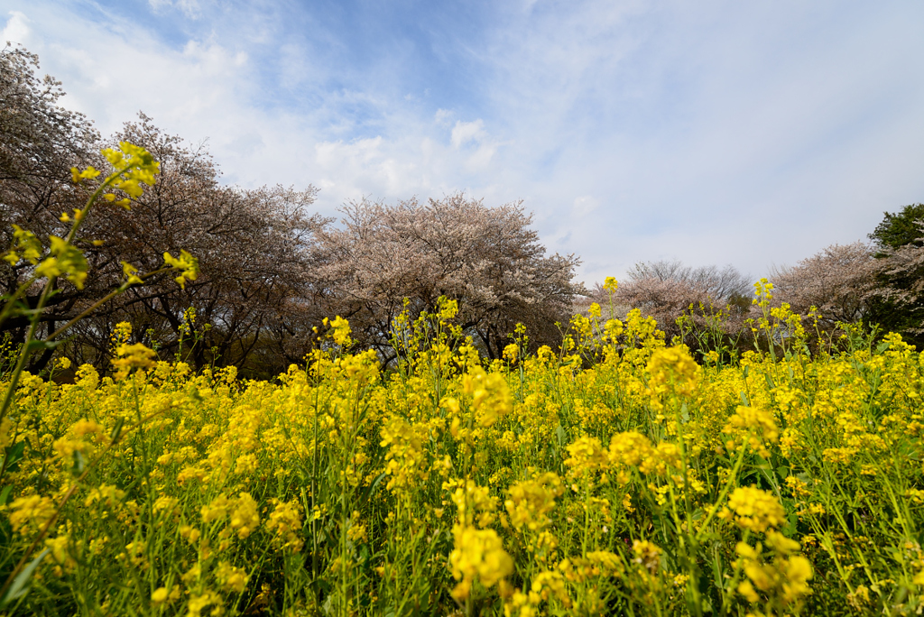 菜の花と桜