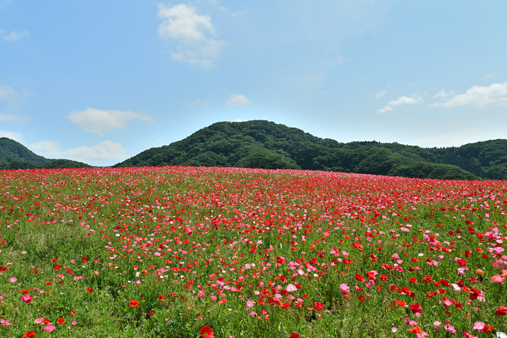 広角レンズの魅力