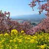 山の上の桜