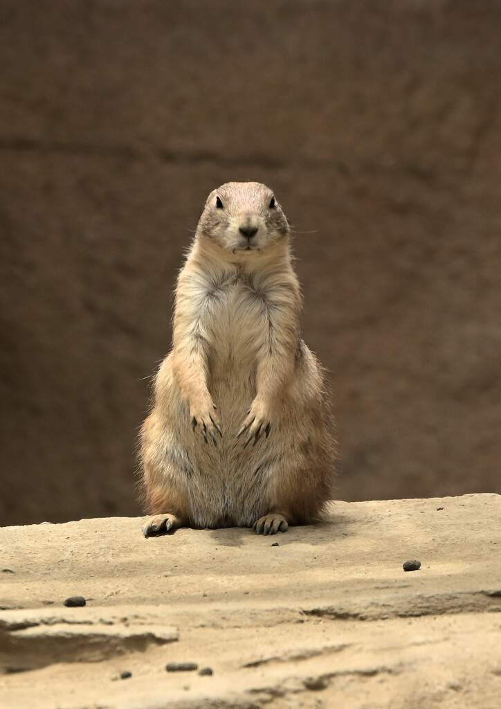 立ち上がったプレーリードッグ