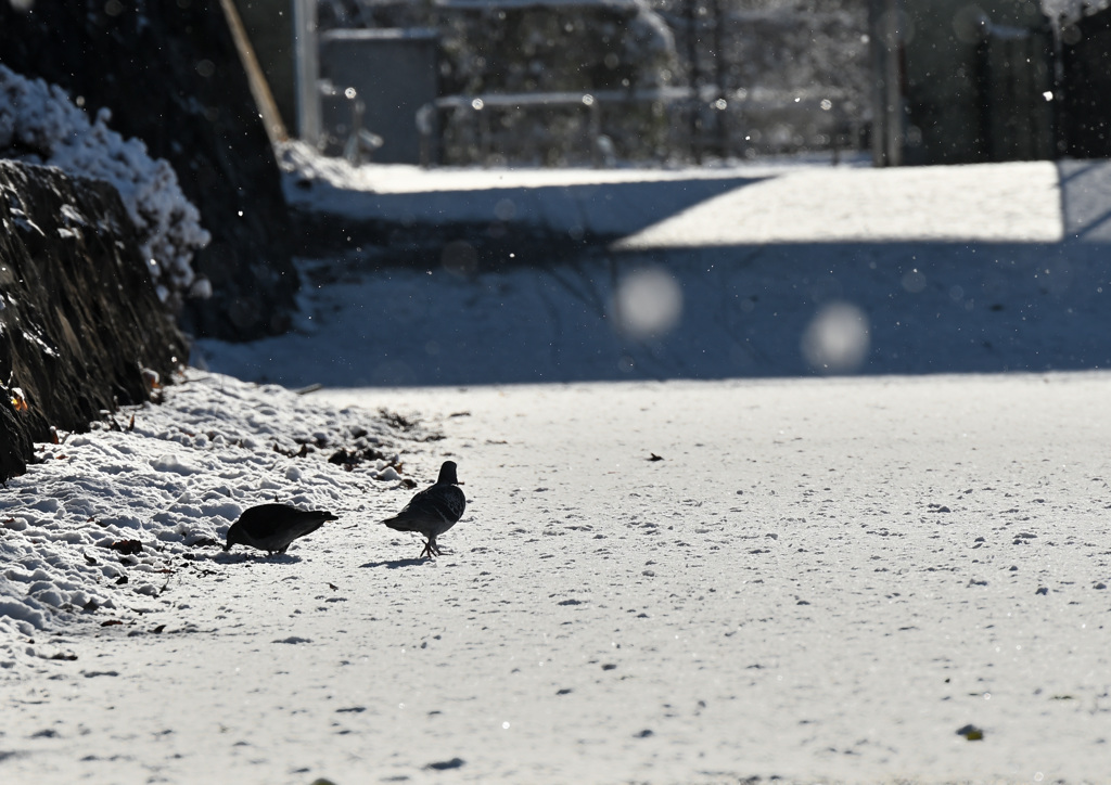 雪と戯れる鳩