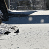 雪と戯れる鳩