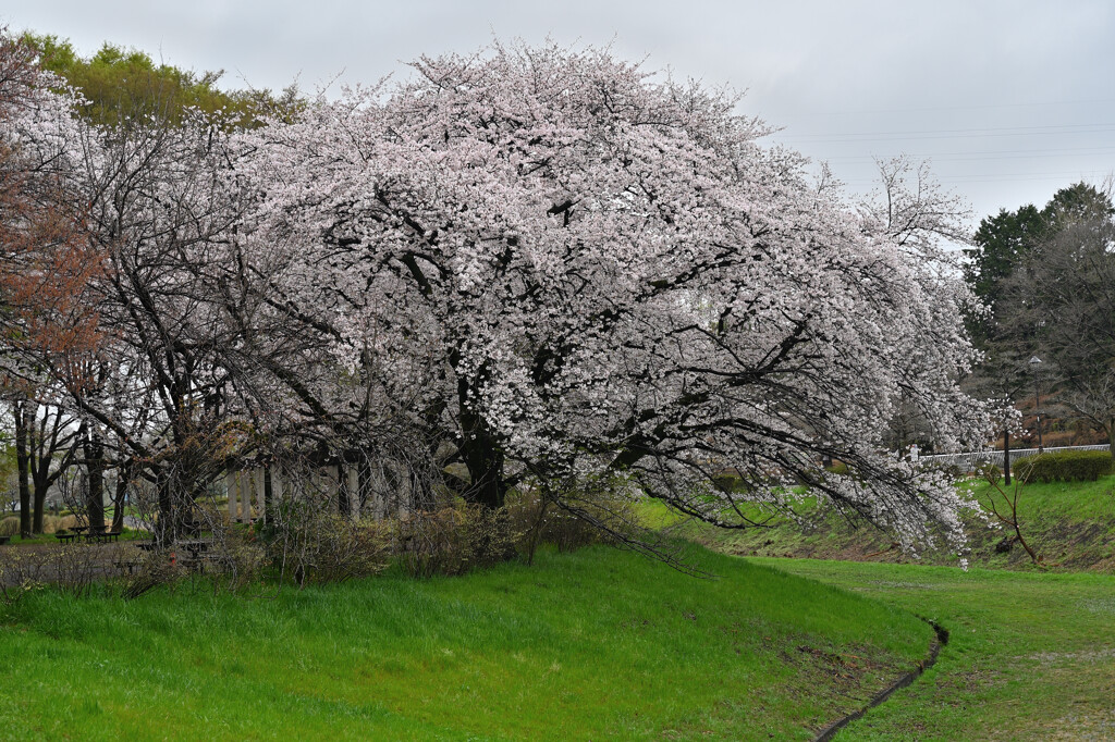 近所の桜