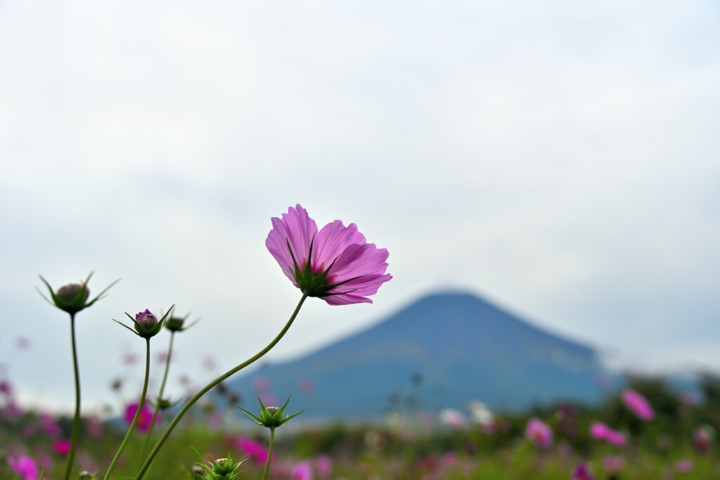 コスモスと富士山