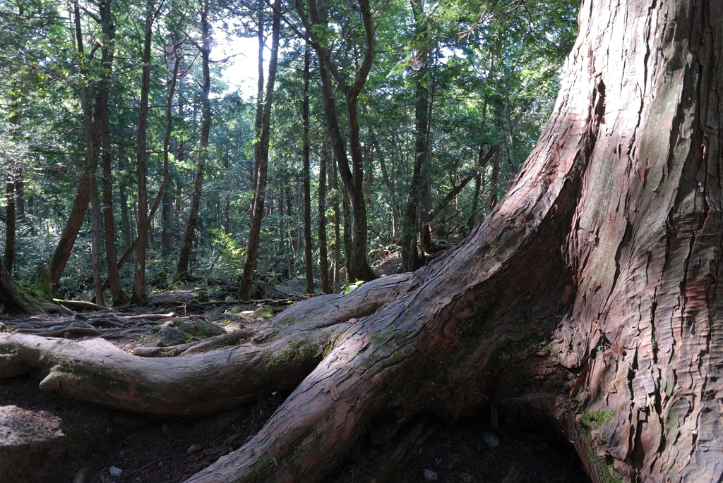 大地に根を下ろす