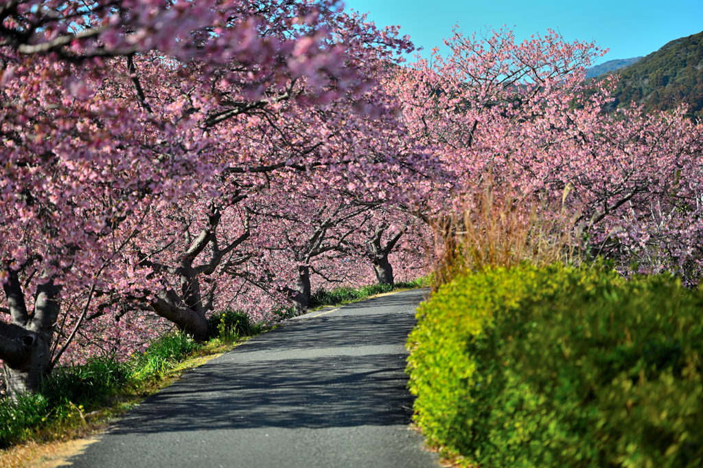 桜通路