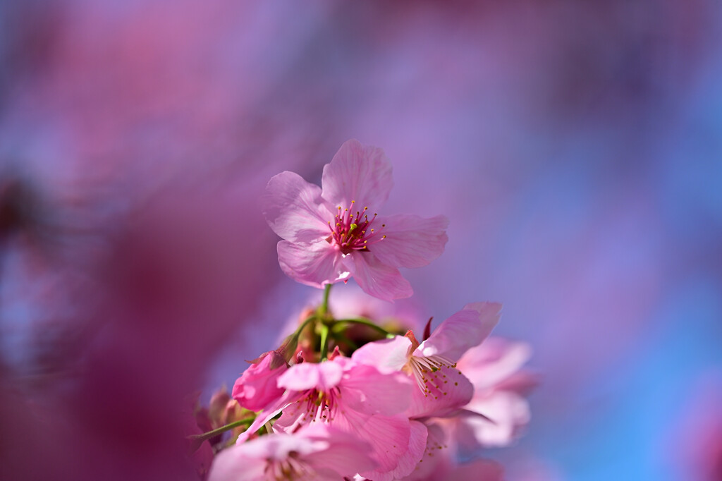 桜咲く