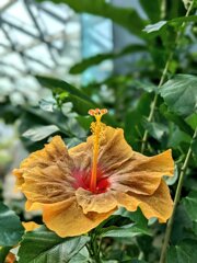 老花