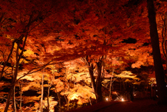 夜の紅葉 in 山中湖