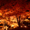 夜の紅葉 in 山中湖