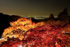 阿夫利神社紅葉