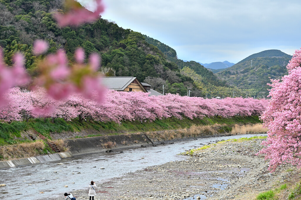 河津桜開花