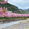 河津桜開花