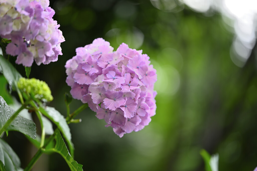 紫陽花キラキラ光る