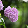 紫陽花キラキラ光る