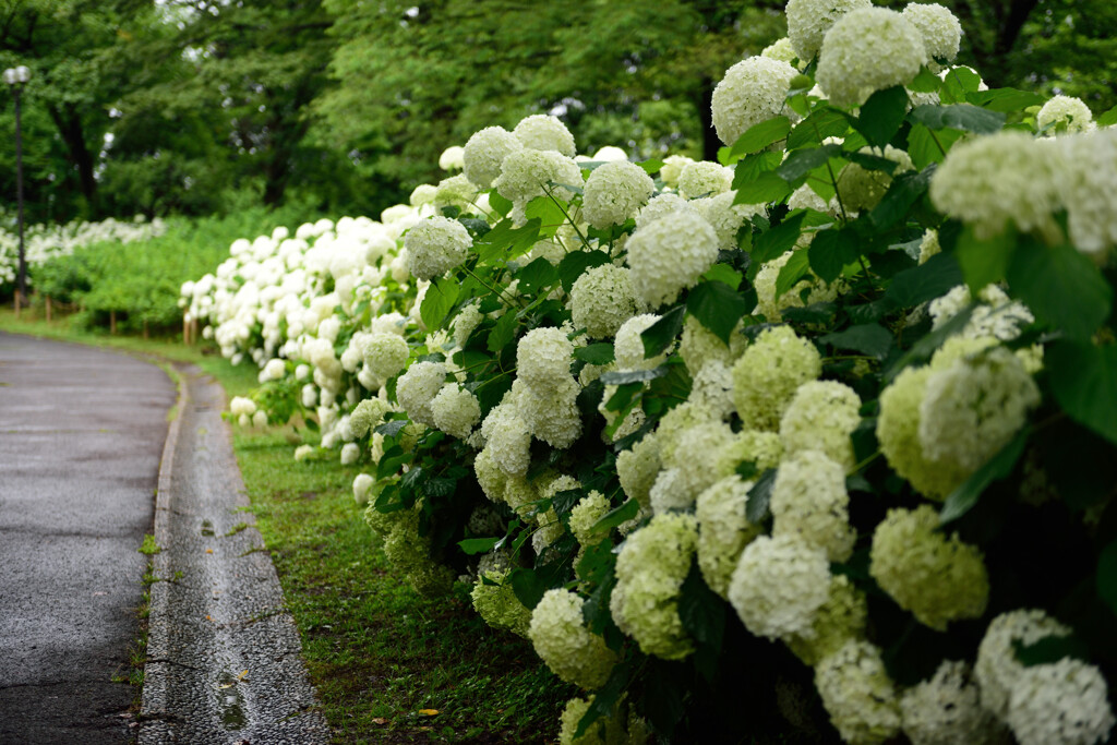 アジサイの道
