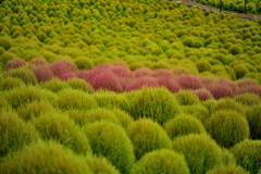 秋の足音