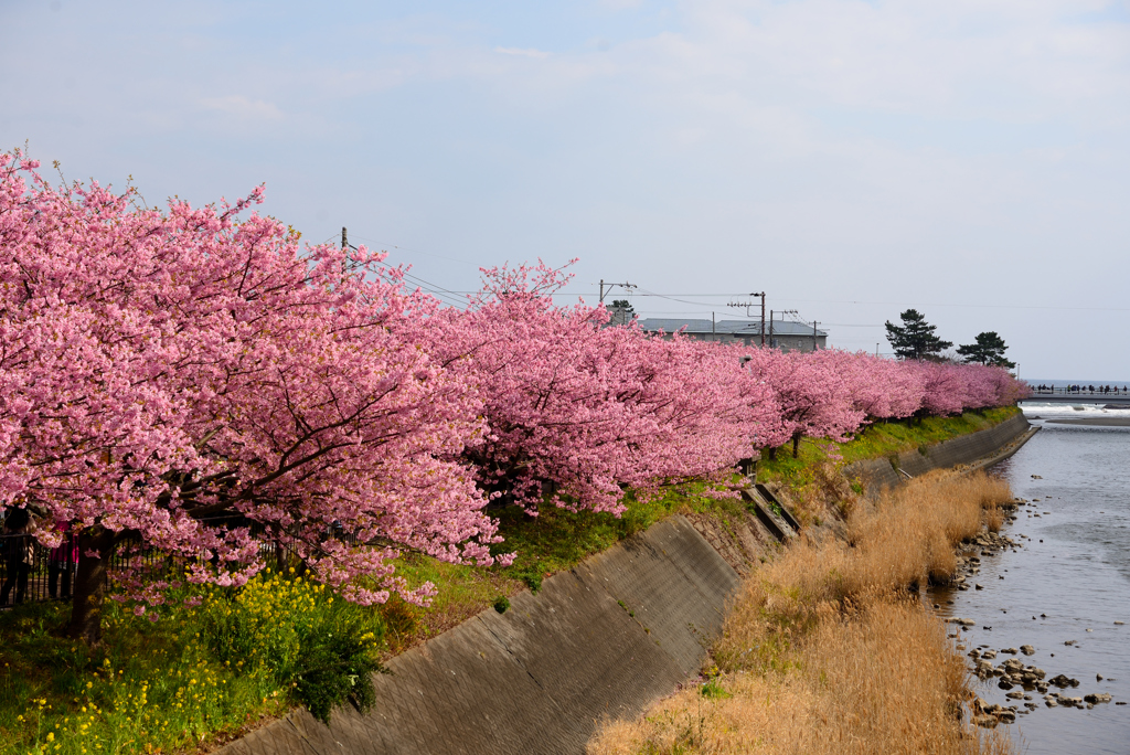 桜並木