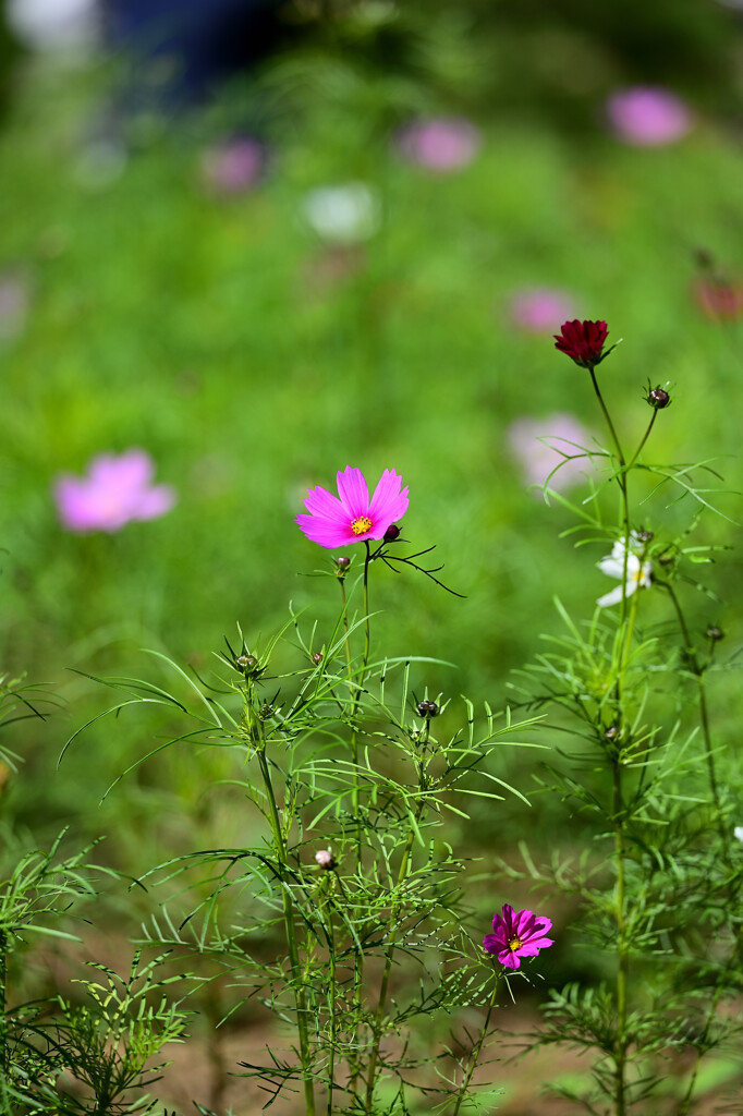 秋桜