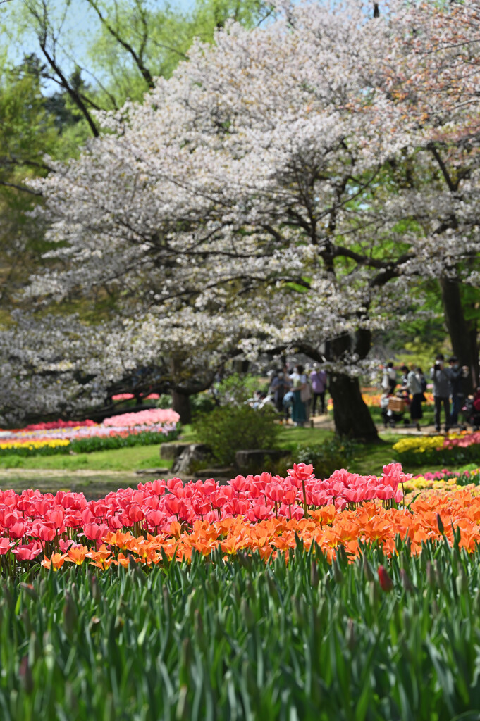 チューリップと桜