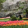 チューリップと桜