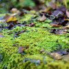苔と落葉