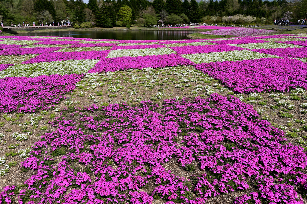 タイルのような芝桜