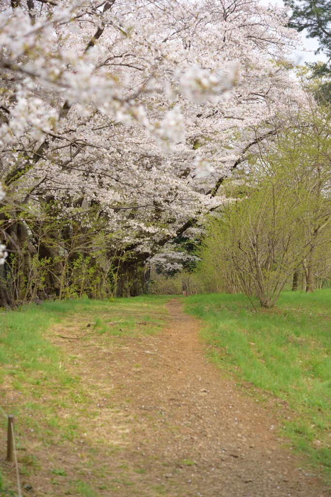 桜小路