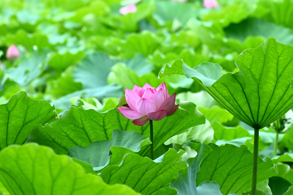 ただ美しく