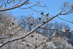 雪を喜ぶ鳥
