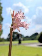 花一輪