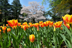 チューリップと桜